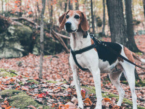 COLUMN: The lack of leashed dogs in our public places is a serious problem